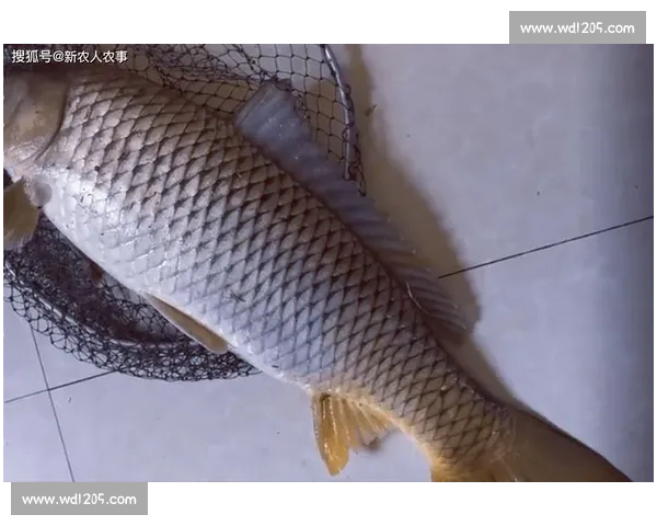 大爷钓起金黄大鱼，围观者哇声一片：这鱼值两万？